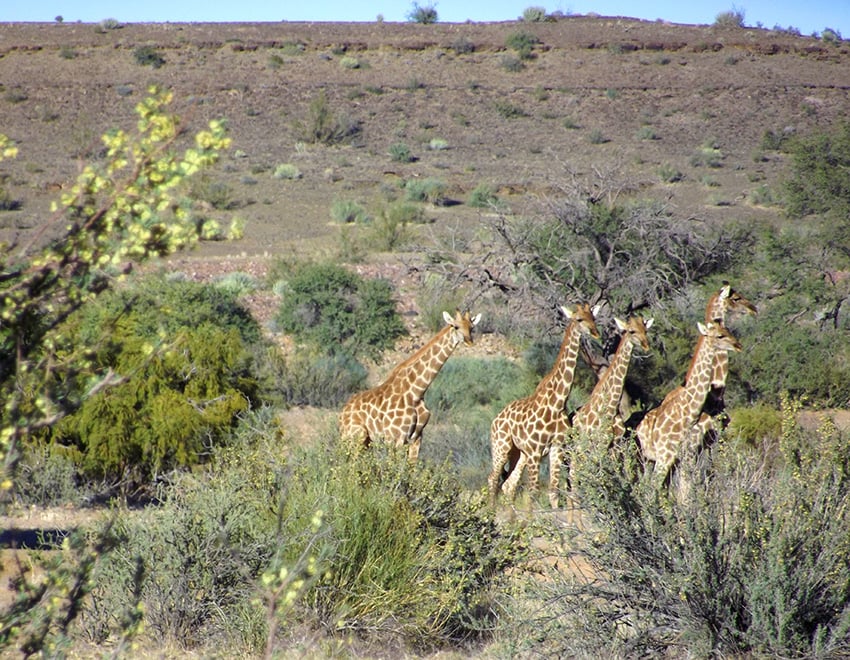 Gondwana Canyon Park, giraffe, Namibia