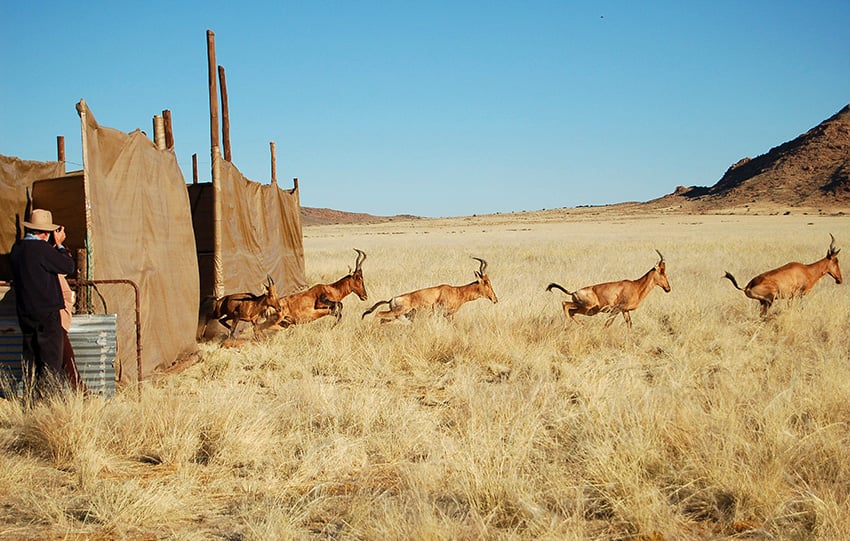 Gondwana Canyon Park, hartebeest release 2006, Namibia