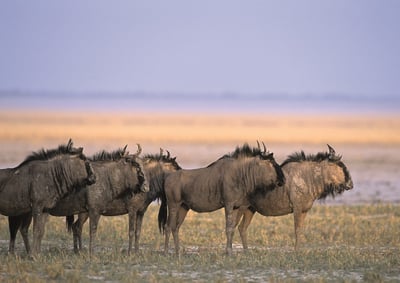Blue wildebeest grazing