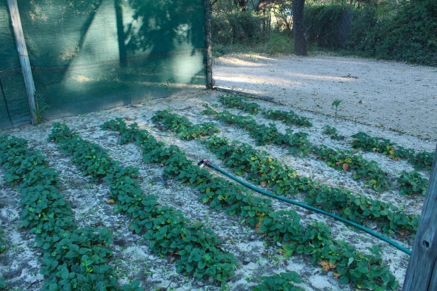 strawberries at Hausembe River Lodge garden