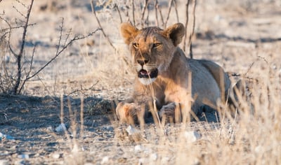 Lion resting in Etosha
