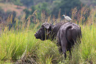 Buffalo with bird