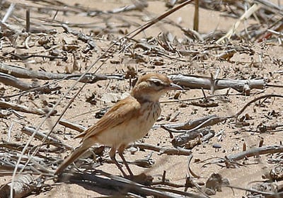 Dune Lark