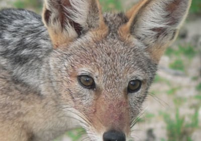 Black-backed jackal
