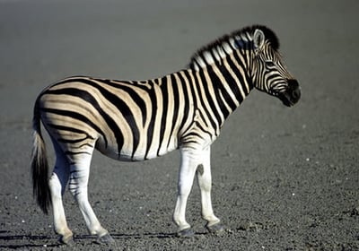 Burchell's zebra herd
