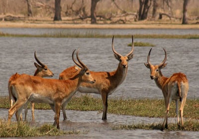 Red lechwe herd