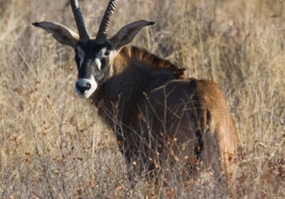 Roan antelope