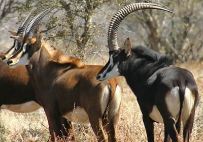 Sable antelope herd