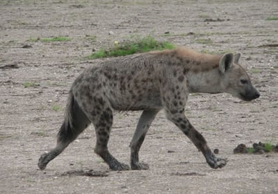 Spotted hyena