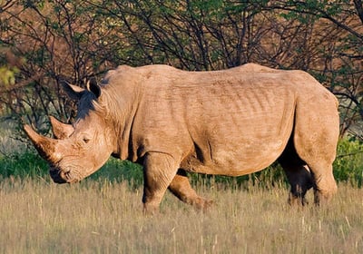 White rhino on open plains