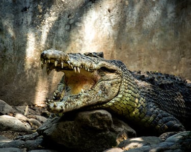 Nile crocodile