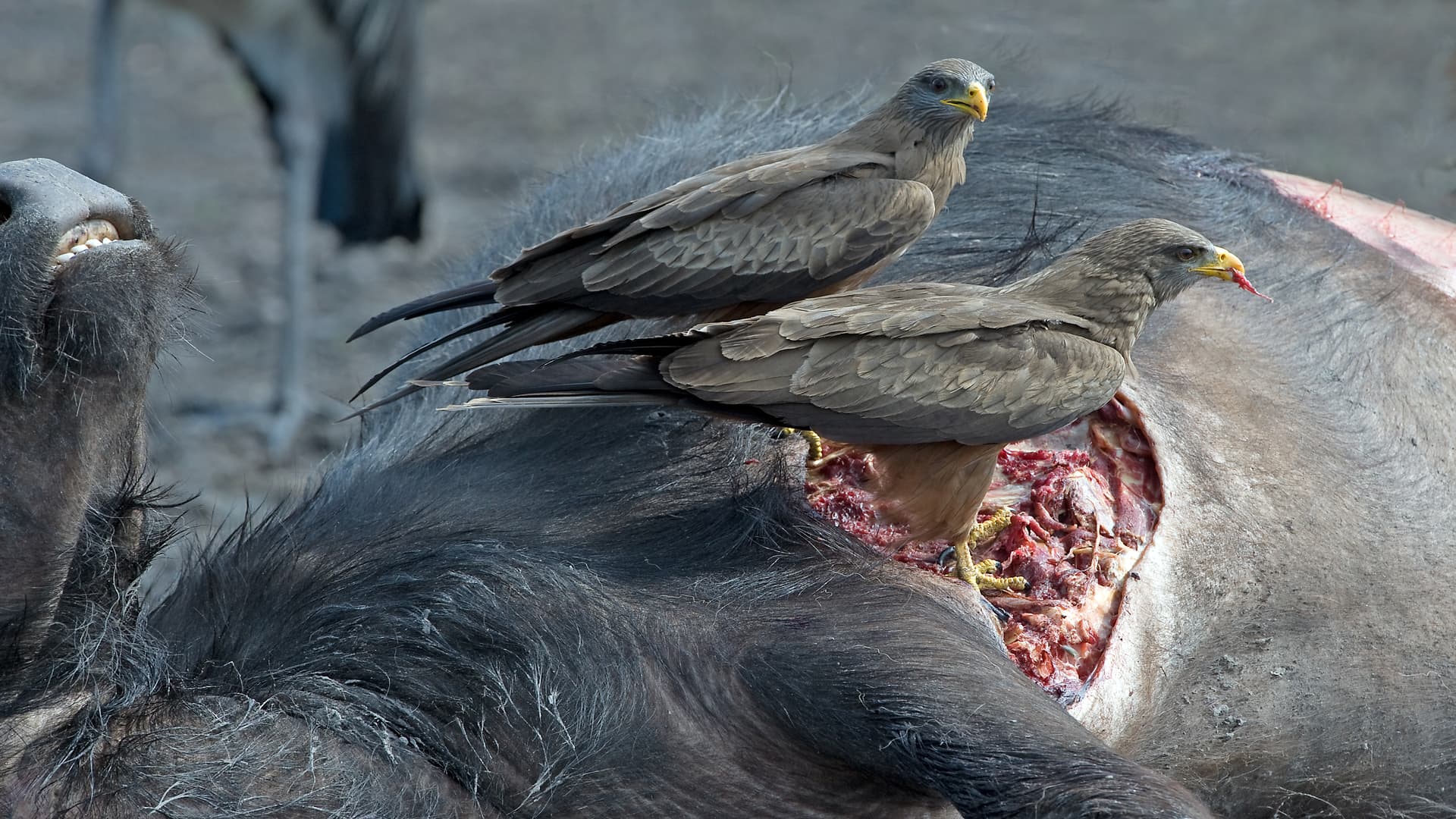 11.b-Yellow-billed-Kite._1920x1080