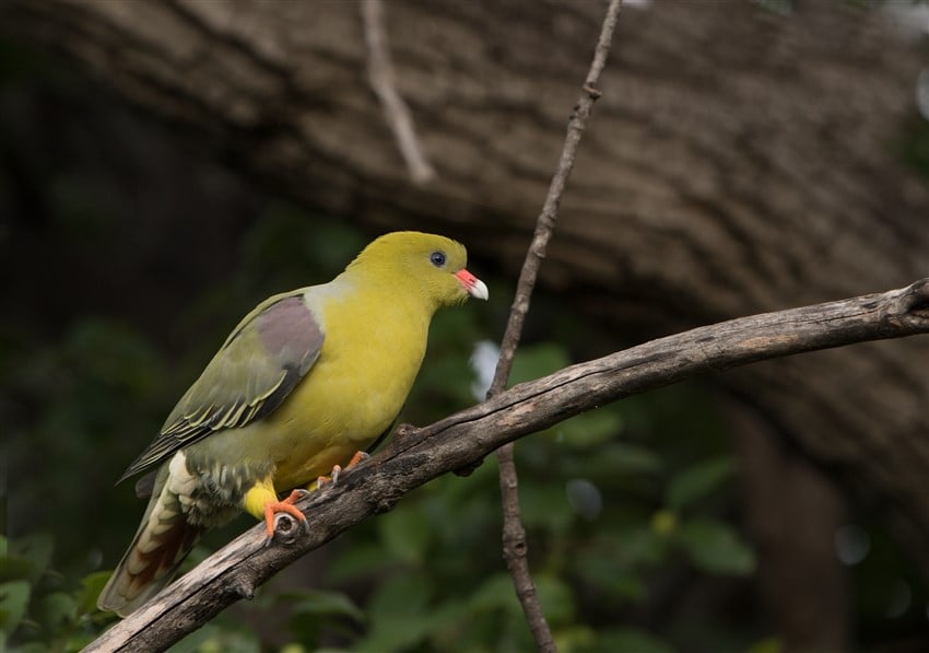 African-Green-Pigeon-2.-DSC_2963