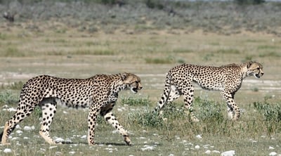 Cheetah at speed