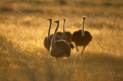 Ostrich in the Namib Desert