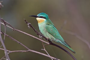 BLUE-CHEEKED BEE-EATER
