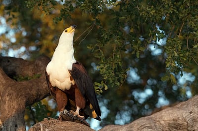 African fish eagle sitting in a tree