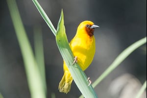 SOUTHERN BROWN-THROATED WEAVER