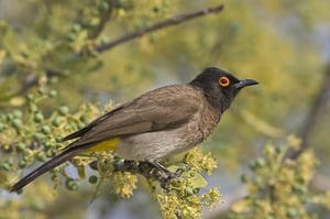 AFRICAN RED-EYED BULBUL