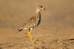 SPOTTED THICK-KNEE