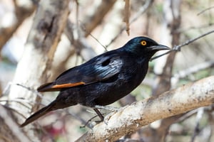 PALE-WINGED STARLING