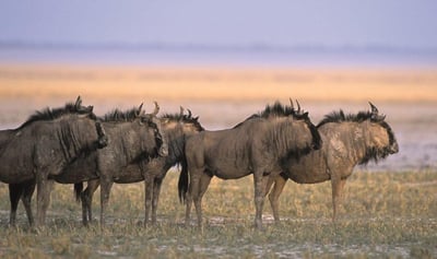 Blue Wildebeest grazing