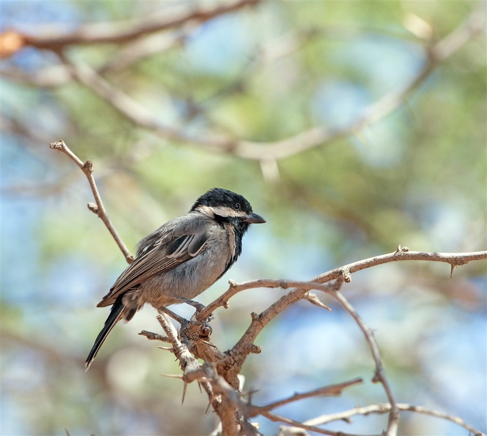 Ashy-Tit-DSC_0995