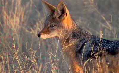 Black-backed Jackal