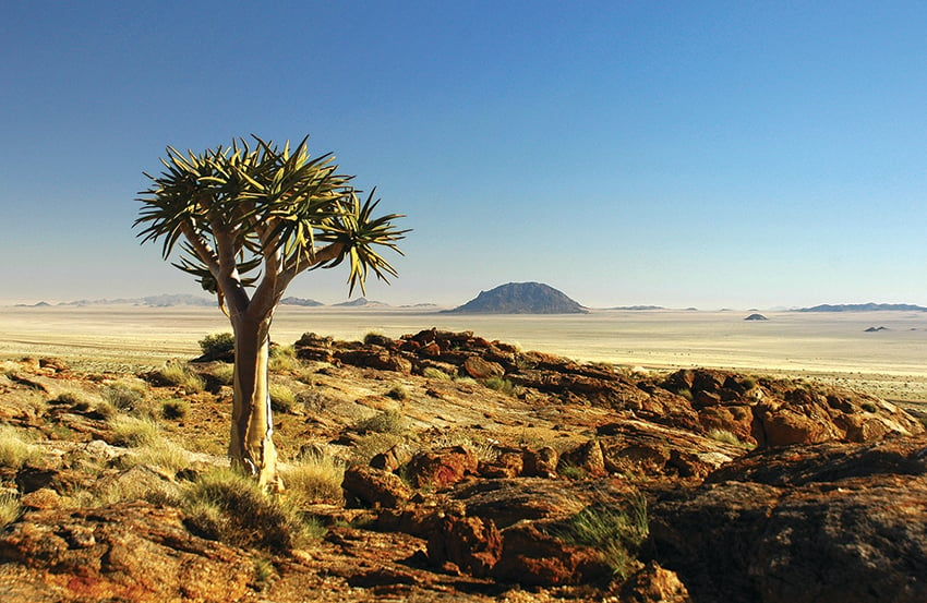 Quiver tree in Aus Mountains, Namibia