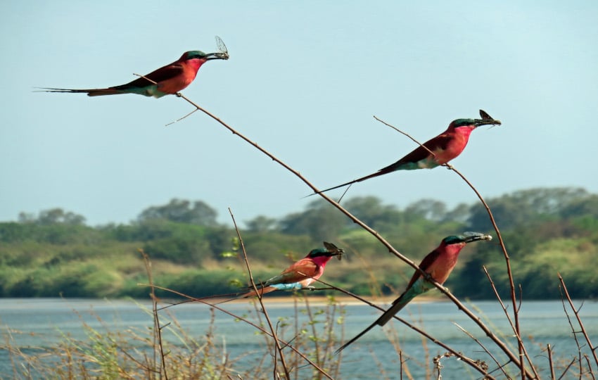 Carmine Bee Eaters_RonSwilling