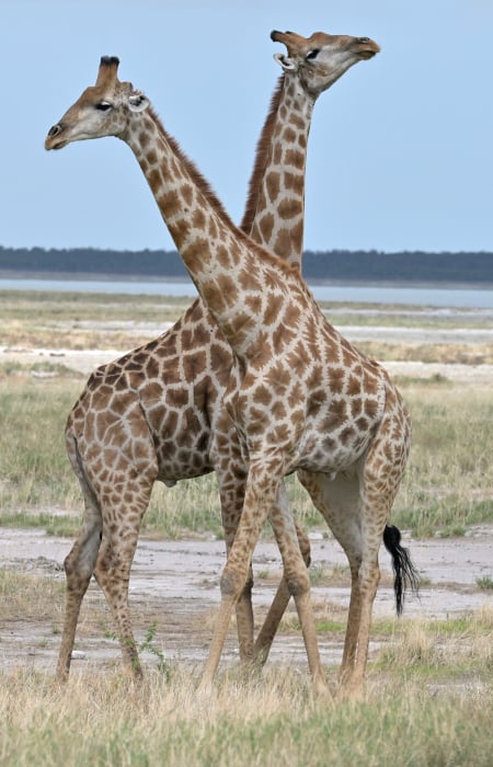Etosha - Giraffen HEG_3062v
