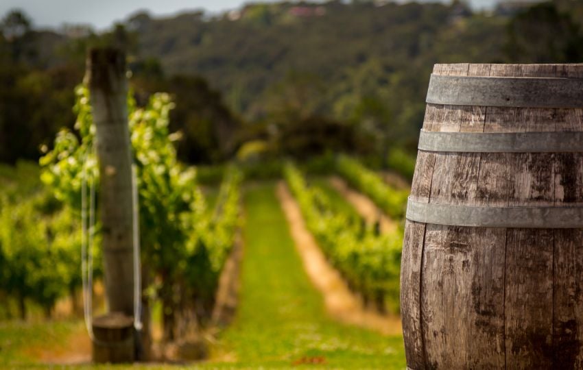 vineyard, wine barrel