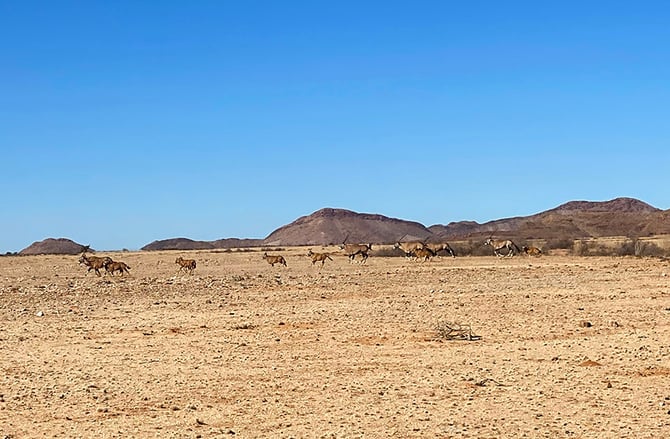 Oryx antelopes running, Gondwana Canyon Park, southern Namibia