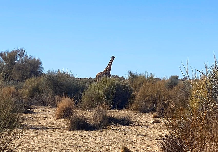 Giraffe between bushes in Gondwana Canyon Park, southern Namibia