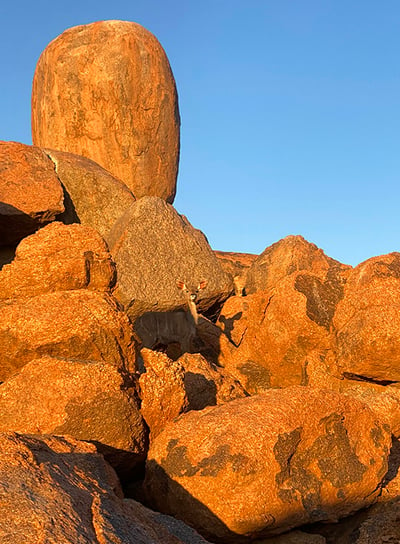 Red rock boulders, klipspringer, southern Namibia