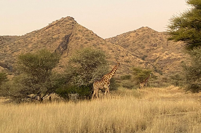 Giraffes in the bushes, Namibia