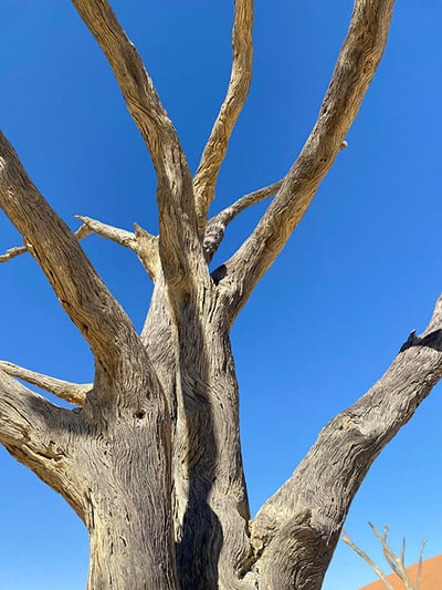 Dead acacia tree against blue sky, Deadvlei, Namibia
