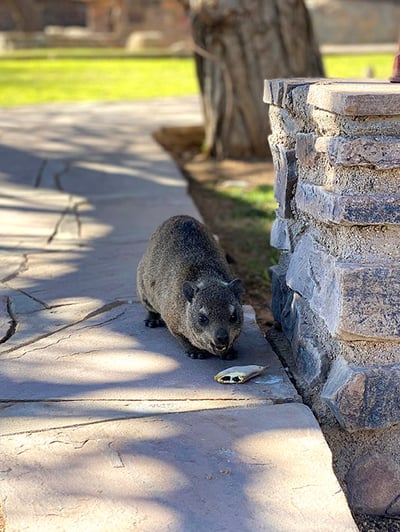 Dassie on lodge path, southern Namibia