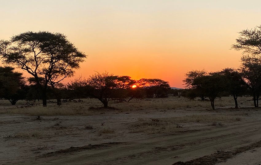 Sunset, tree savannah, Namibia