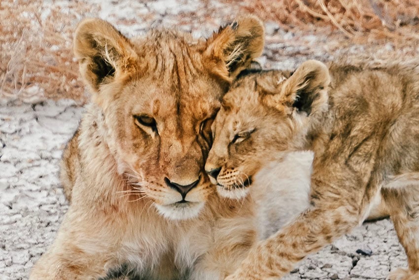 Lioness and cub, Etosha, Namibia