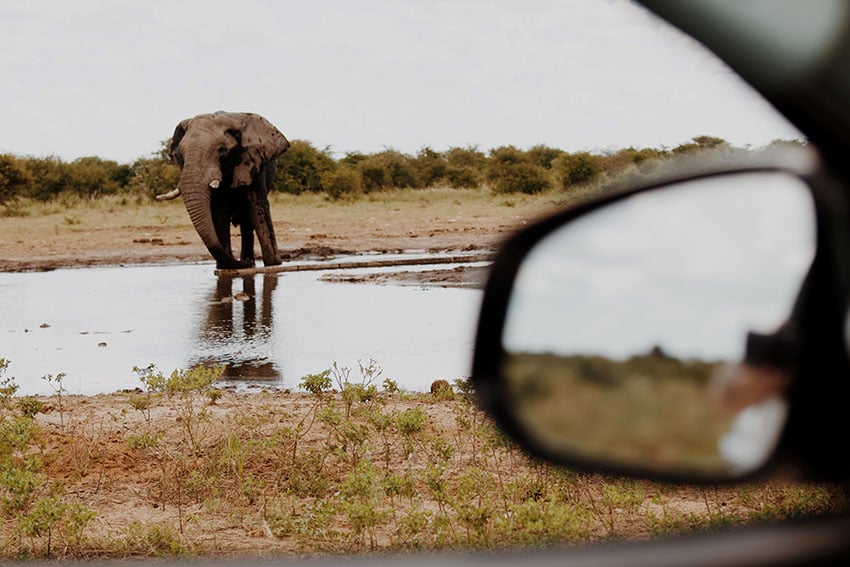Elephant at waterhole, Namibia