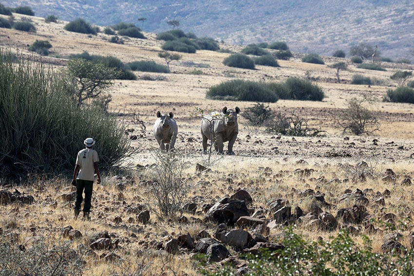 PALMWAG-RHINO-TRACKING3 web