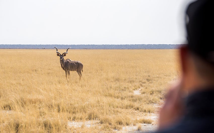 Kudu bull in high yellow grass, Namibia