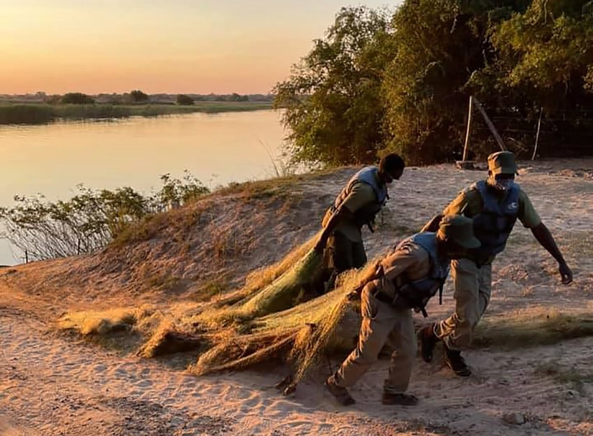 Sikunga fish guards pulling illegal nets out of the Zambezi River, Namibia