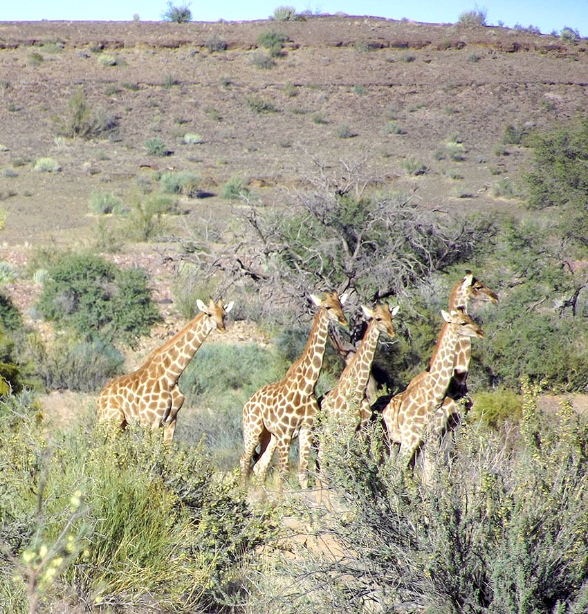 Giraffe Gondwana Fischfluss Canyon Namibia NamibiaFocus
