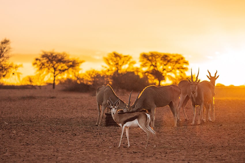 Springbock Eland Wildzählung Gondwana Kalahari Namibia NamibiaFocus