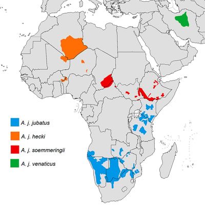 Gepard Verbreitungsgebiet Rote Liste IUCN Namibia NamibiaFocus