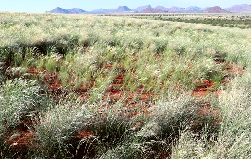 Feenkreis Marienfluss-Tal Namibwüste Gondwana Namibia NamibiaFocus