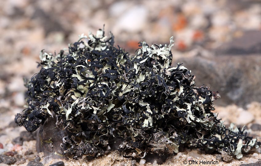 3 Xanthoparmelia walteri Walters Blattflechte Walter´s lichen