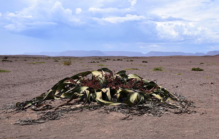 Weltwitschia mirabilis